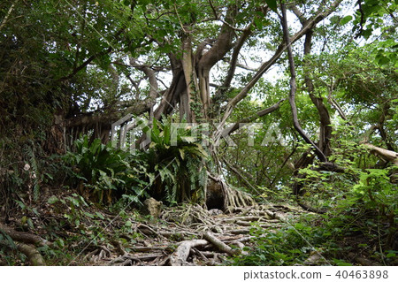 Okinawa big tree Okinawa big tree 40463898