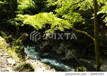 新鮮的綠色和瀑布 新鮮的綠色和瀑布 40463963