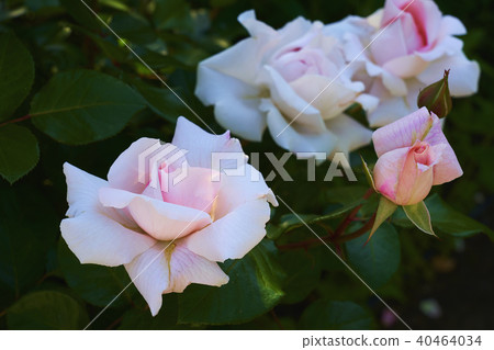 Rose   40464034