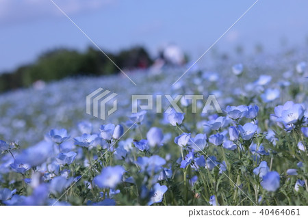 新鮮的nemophila 新鮮的nemophila 40464061