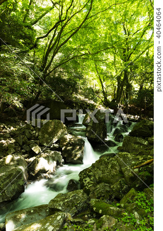 Fresh green and falls Fresh green and falls 40464064