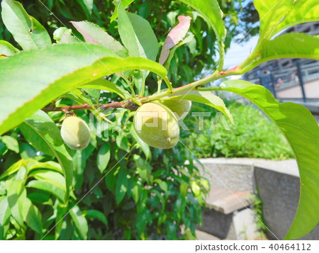 Hanamomomo的果實 Hanamomomo的果實 40464112