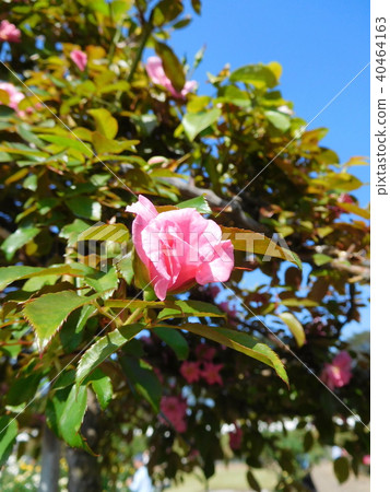 Rose Vine Pinky Rose Vine Pinky 40464163
