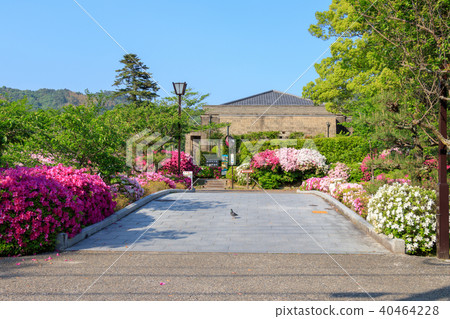 Iwakuni Yoshika Park Satsuki and Konkokan 40464228