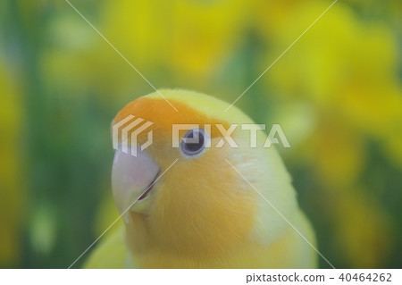Piyopiyo Piyopiyo 40464262
