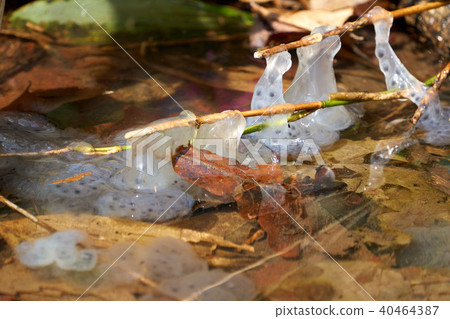 Egg salamander egg 40464387