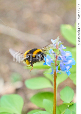 大黃蜂和Ezoengosaku 大黃蜂和Ezoengosaku 40464787