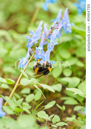 大黃蜂和Ezoengosaku 40464789