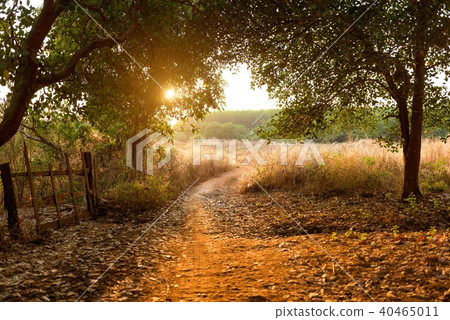 Sunset in the cashew nut tree forest, Cambodia   40465011