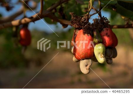 Cashew nut seed on the tree Cashew nut seed on the tree 40465295