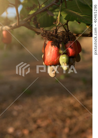 Cashew nut seed on the tree Cashew nut seed on the tree 40465296