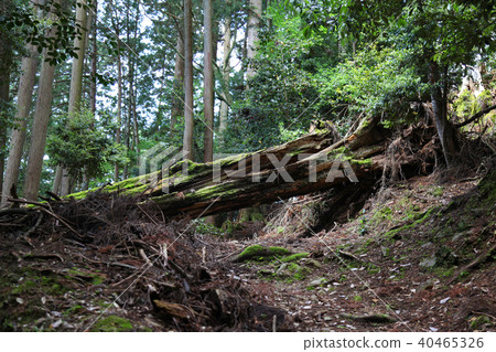 Jingoji fallen tree Jingoji fallen tree 40465326