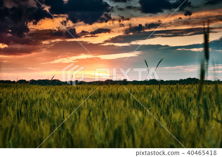wheat field in spring, beautiful landscape wheat field in spring, beautiful landscape 40465418