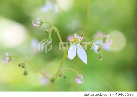 雪下花 40465586