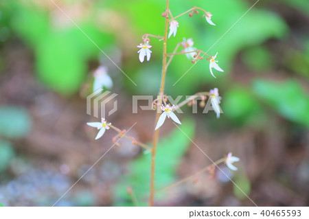 Yukinoshita flower 40465593