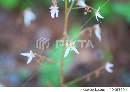 Yukinoshita flower 40465594