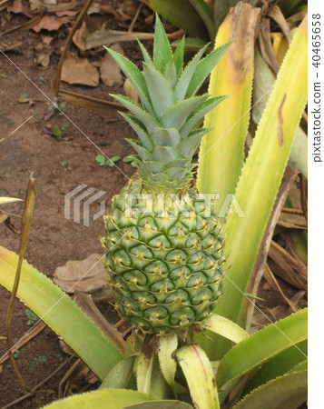 菠蘿領域夏威夷 40465658