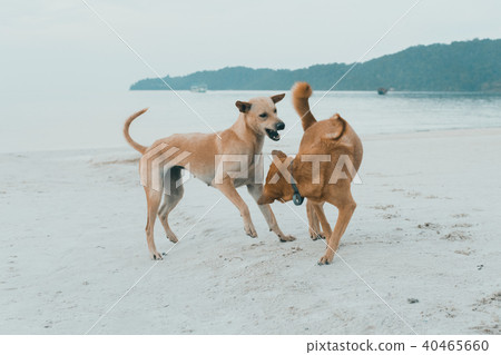 Couple of island dogs heaving fun together Couple of island dogs heaving fun together 40465660