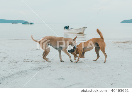 Couple of island dogs heaving fun together Couple of island dogs heaving fun together 40465661