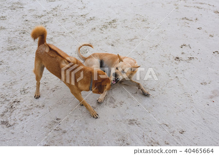 Couple of  island dogs heaving fun together   40465664