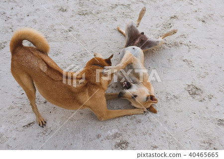 Couple of island dogs heaving fun together Couple of island dogs heaving fun together 40465665