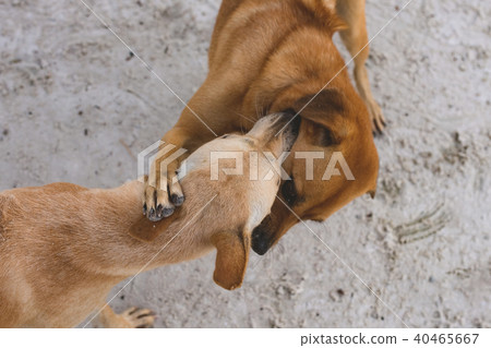 Couple of island dogs heaving fun together Couple of island dogs heaving fun together 40465667