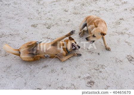 Couple of island dogs heaving fun together Couple of island dogs heaving fun together 40465670