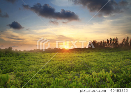 green mangrove and sunset sky outdoor landscape green mangrove and sunset sky outdoor landscape 40465853