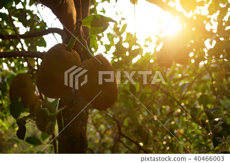 Jackfruit tree with ripe jackfruit fruits grooving 40466003
