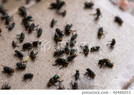Fly dying stuck to the stick paper Fly dying stuck to the stick paper 40466055