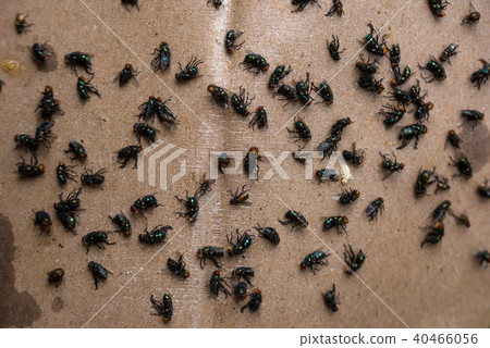Fly dying stuck to the stick paper Fly dying stuck to the stick paper 40466056