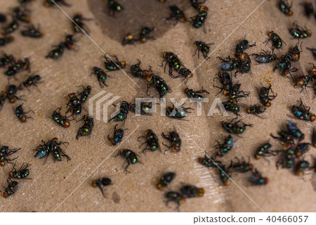 Fly dying stuck to the stick paper Fly dying stuck to the stick paper 40466057