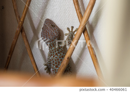 A large Tokay Gecko sitting in the wall. A large Tokay Gecko sitting in the wall. 40466061