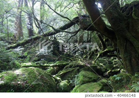 Forest forest 1 40466148