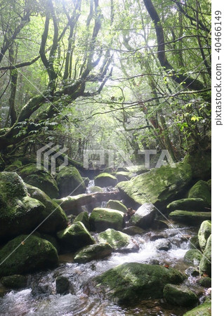 Forest forest 2 40466149