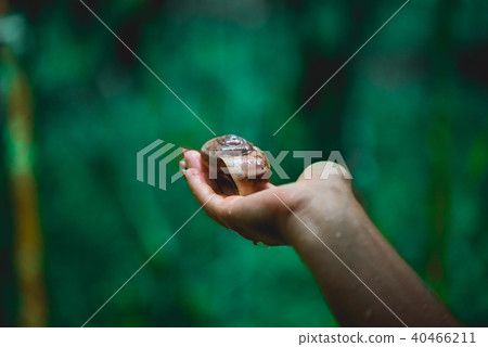 Woman holding in hand  snail shell   40466211