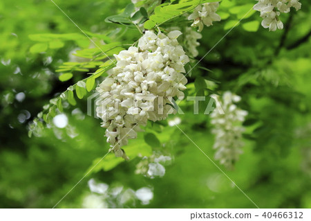 Hari-enne flowers on a rainy day 40466312