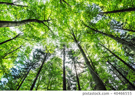 View of tree crowns in spring forest View of tree crowns in spring forest 40466555