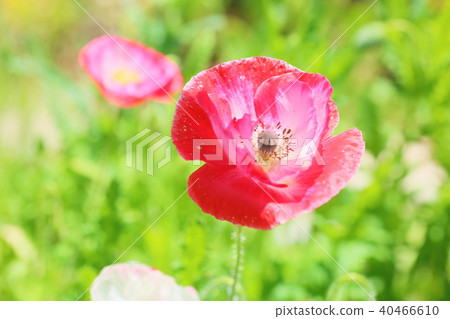 Poppy flowers 40466610