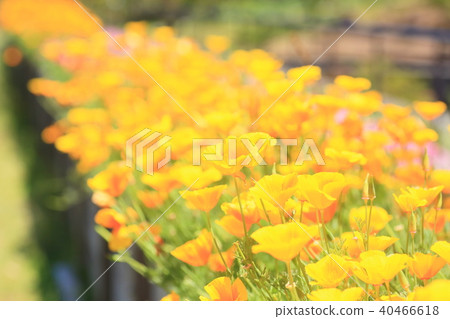 Poppy flower Poppy flower 40466618