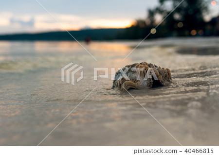 Big  shell lies on the beach 40466815