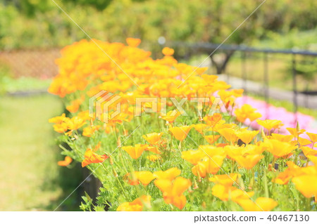 Poppy flower Poppy flower 40467130