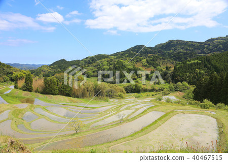 Oyama Senmaida 25 Stock Photo