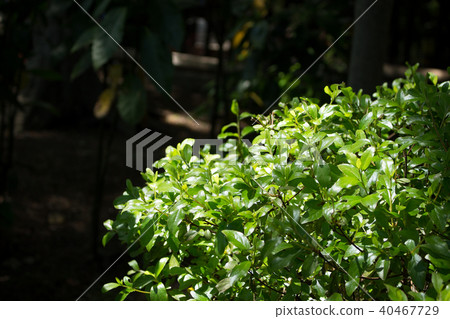 Shade of tree 40467729