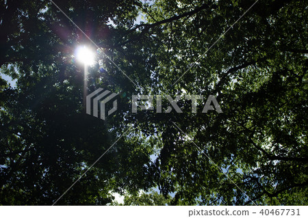 Sunlight through the trees ... 40467731