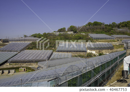 Vineyard plastic house Vineyard plastic house 40467753