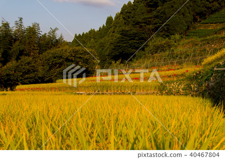 Rice fields before harvesting rice that stains in the setting sun 40467804