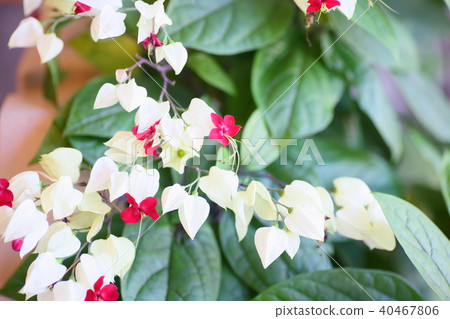 Genpei花 Genpei花 40467806