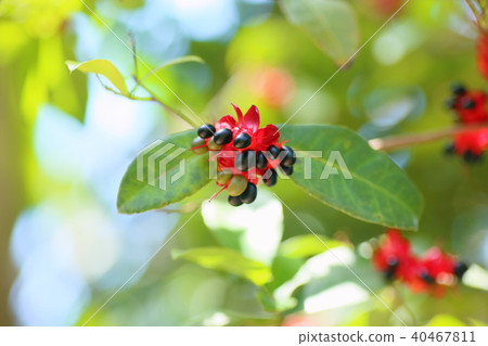 Mickey Mouse Flower 40467811