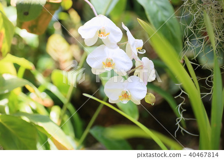 蝴蝶蘭花 蝴蝶蘭花 40467814